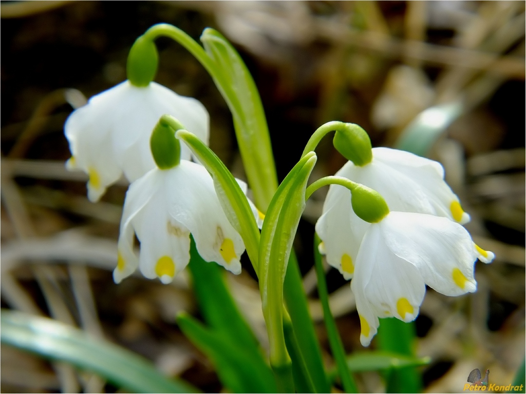 Image of Leucojum vernum var. carpathicum specimen.