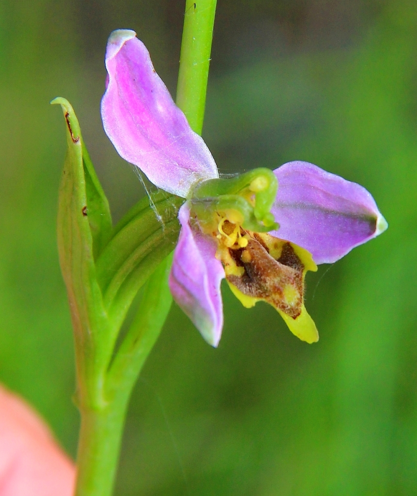 Изображение особи Ophrys apifera.