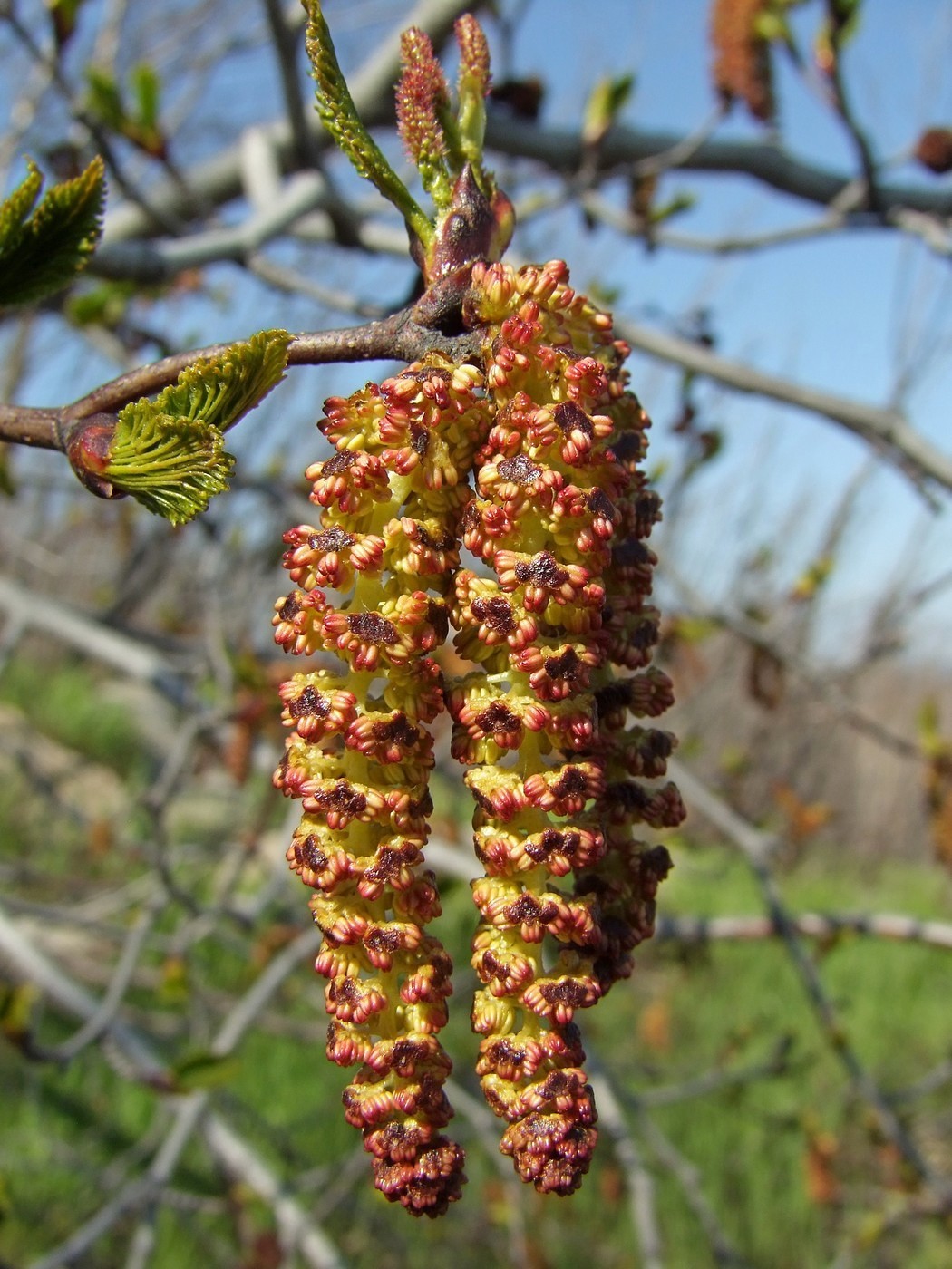 Изображение особи Duschekia fruticosa.