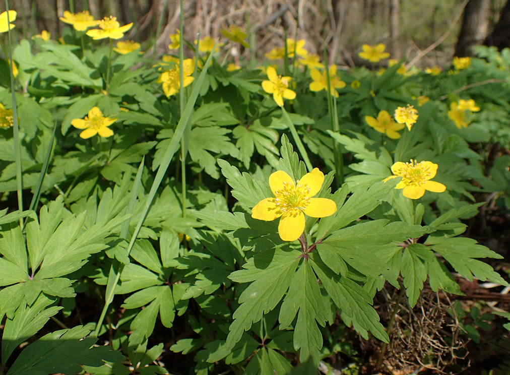 Изображение особи Anemone ranunculoides.