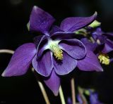 Aquilegia vulgaris