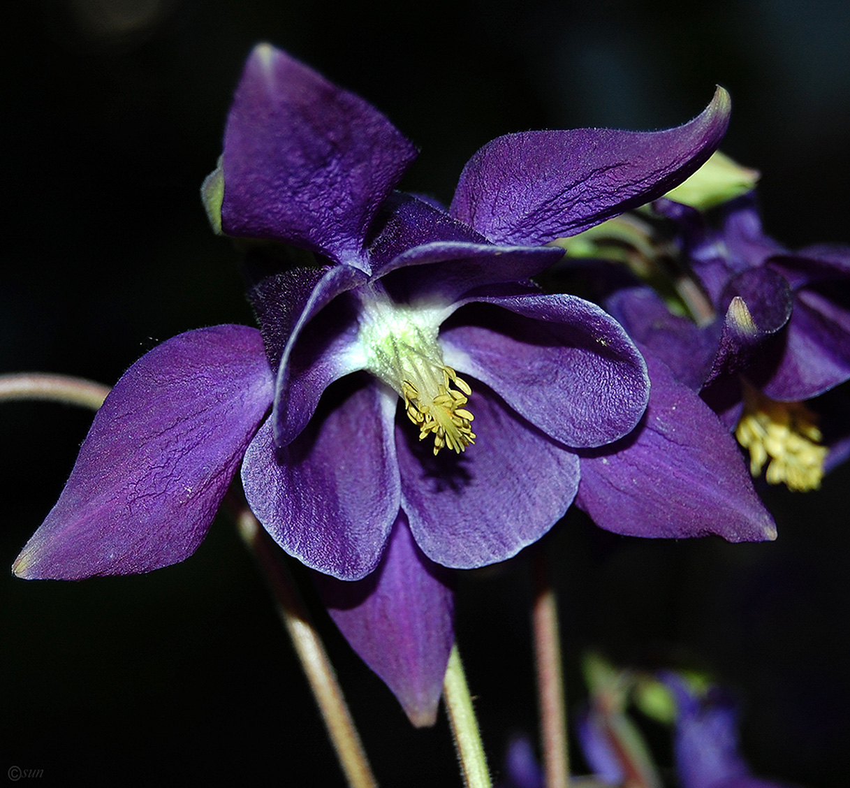 Image of Aquilegia vulgaris specimen.