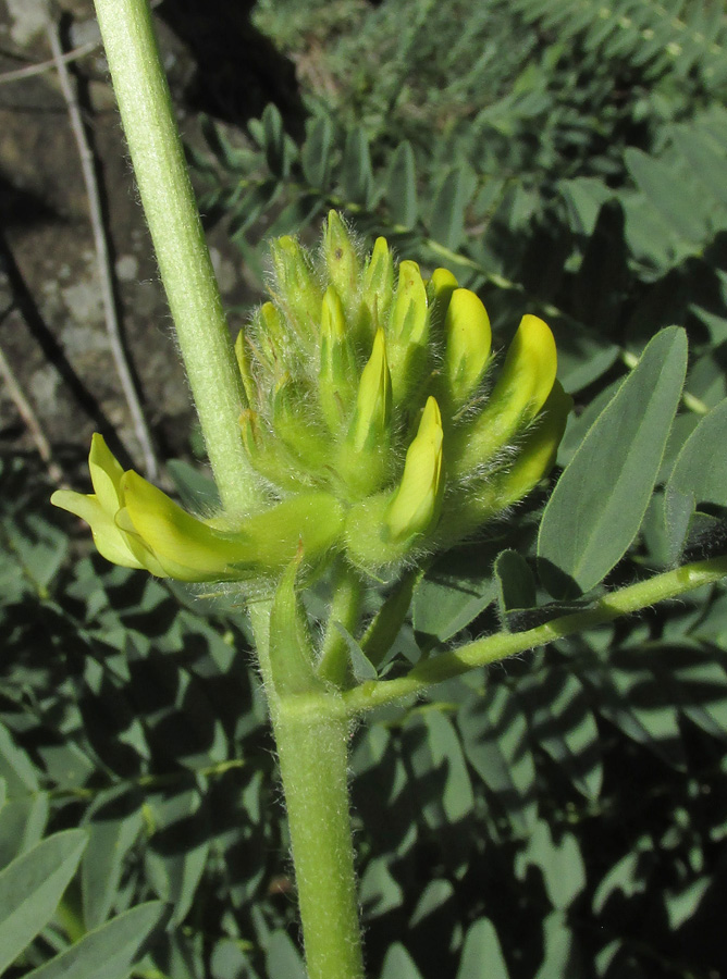 Image of Astragalus ponticus specimen.