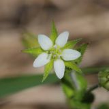 Arenaria uralensis. Цветок. Ростовская обл., Неклиновский р-н, Фёдоровское с/п, дол. р. Мокрый Еланчик, луг на склоне. 24.05.2017.