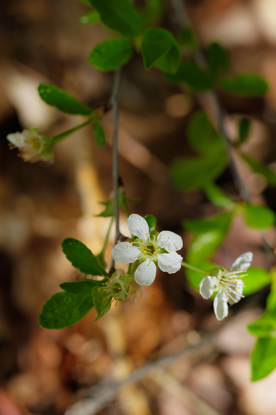 Image of Cerasus fruticosa specimen.