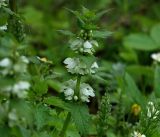 Lamium album