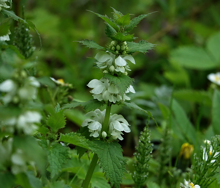 Image of Lamium album specimen.