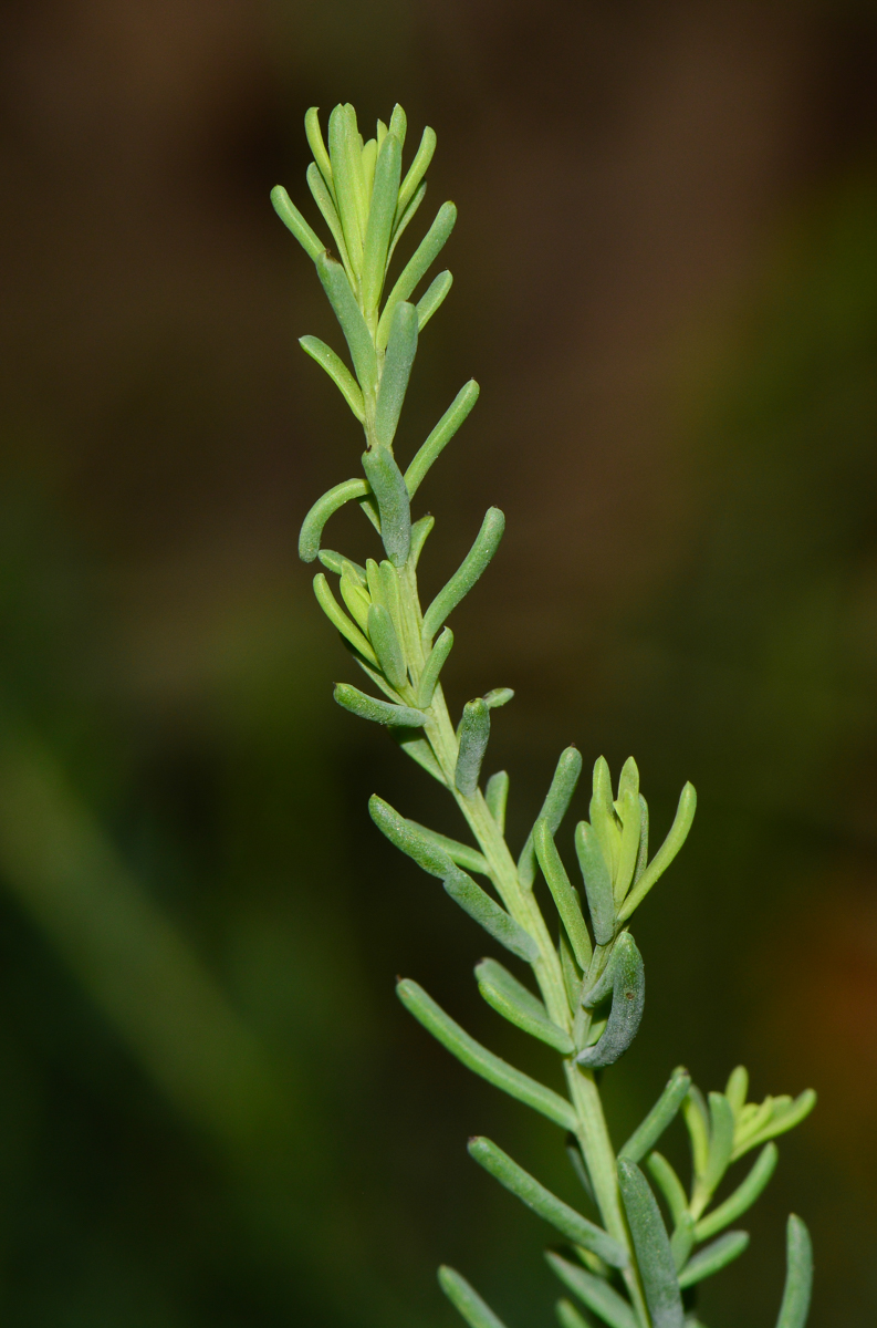 Image of Suaeda vera specimen.