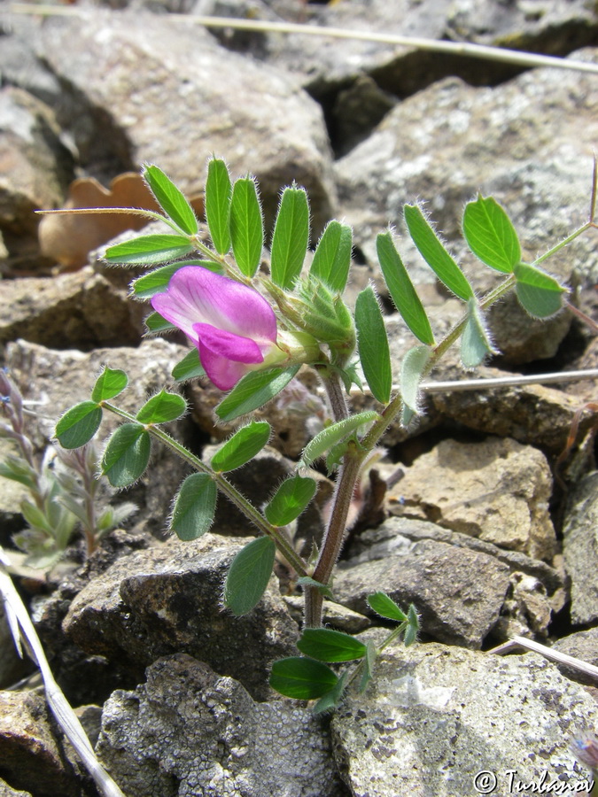 Image of Vicia cordata specimen.