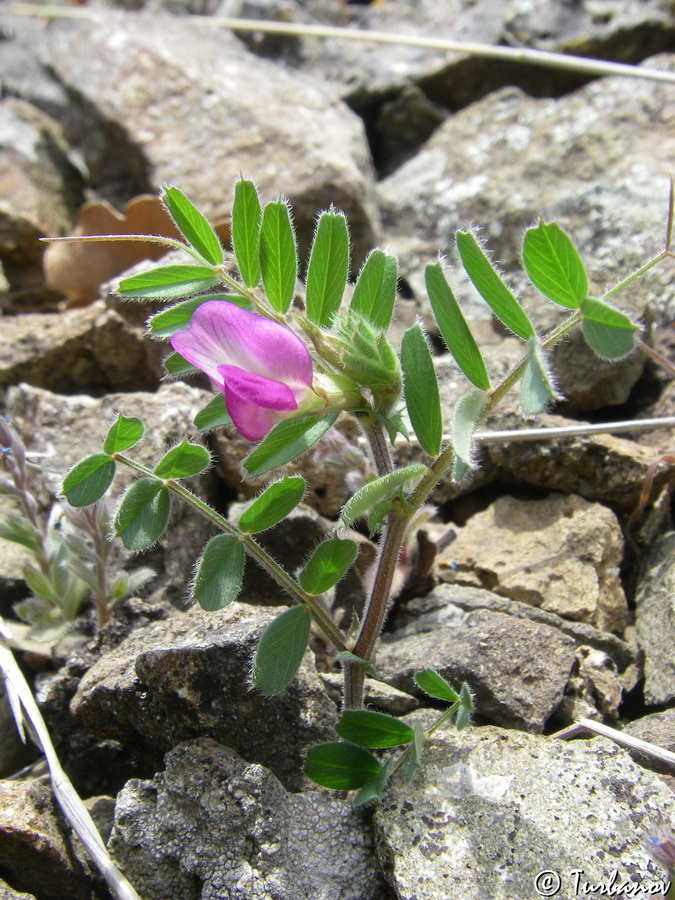 Image of Vicia cordata specimen.