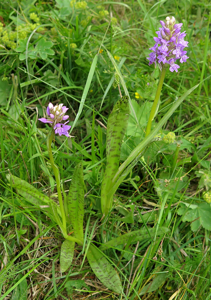 Image of Dactylorhiza baltica specimen.