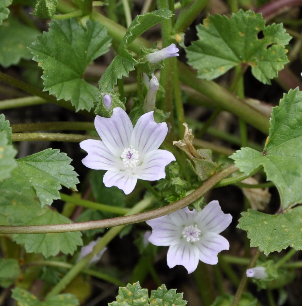 Изображение особи Malva neglecta.