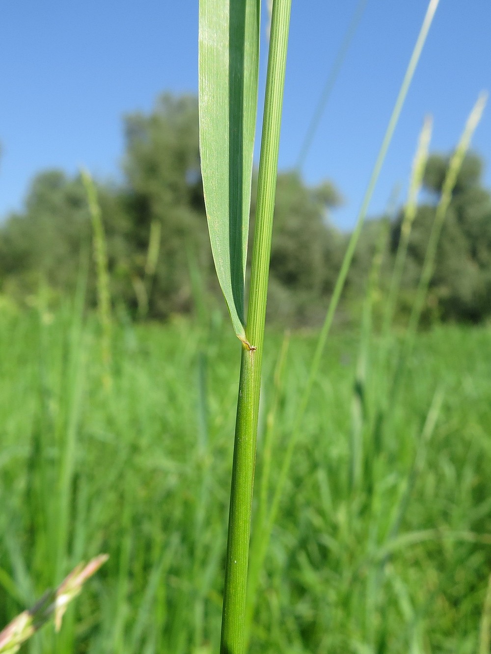 Image of Elytrigia repens specimen.