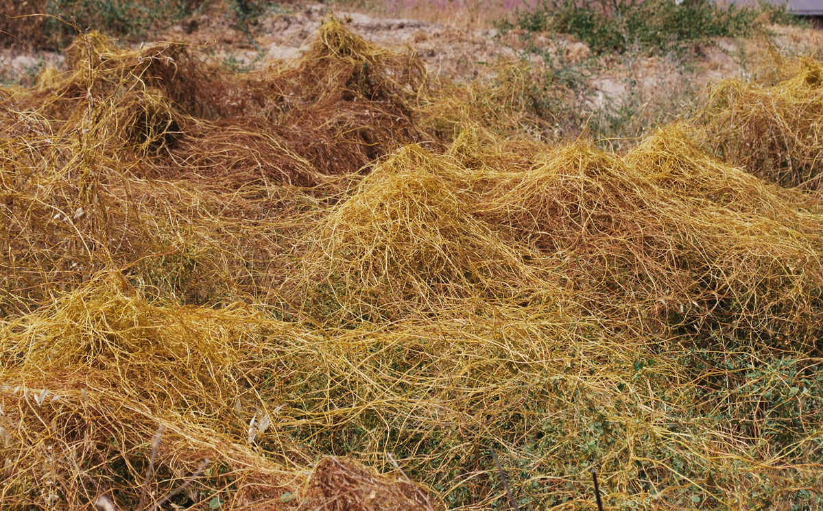 Image of genus Cuscuta specimen.