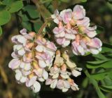 Robinia &times; ambigua