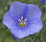 Linum