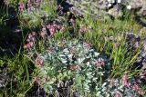 Potentilla divina