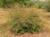 Calliandra californica. Цветущее и плодоносящее растение. Израиль, Шарон, пос. Кфар Монаш, ботанический сад \"Хават Ганой\". 30.04.2017.