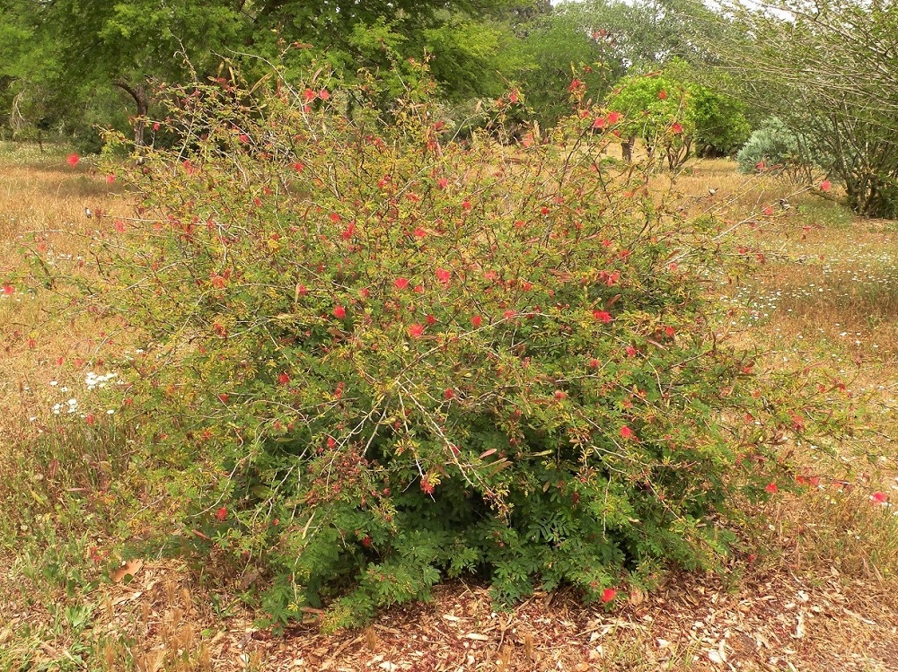 Image of Calliandra californica specimen.