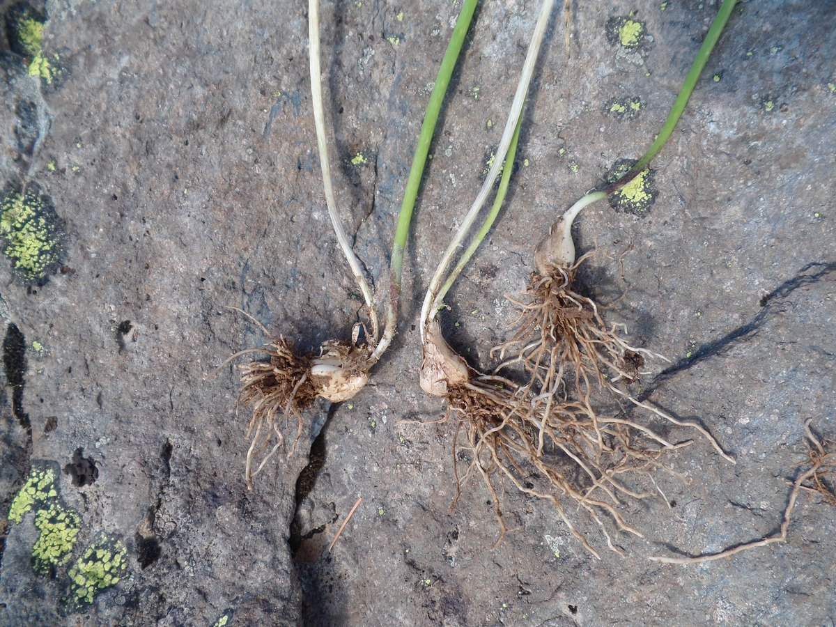 Image of Allium schoenoprasum specimen.