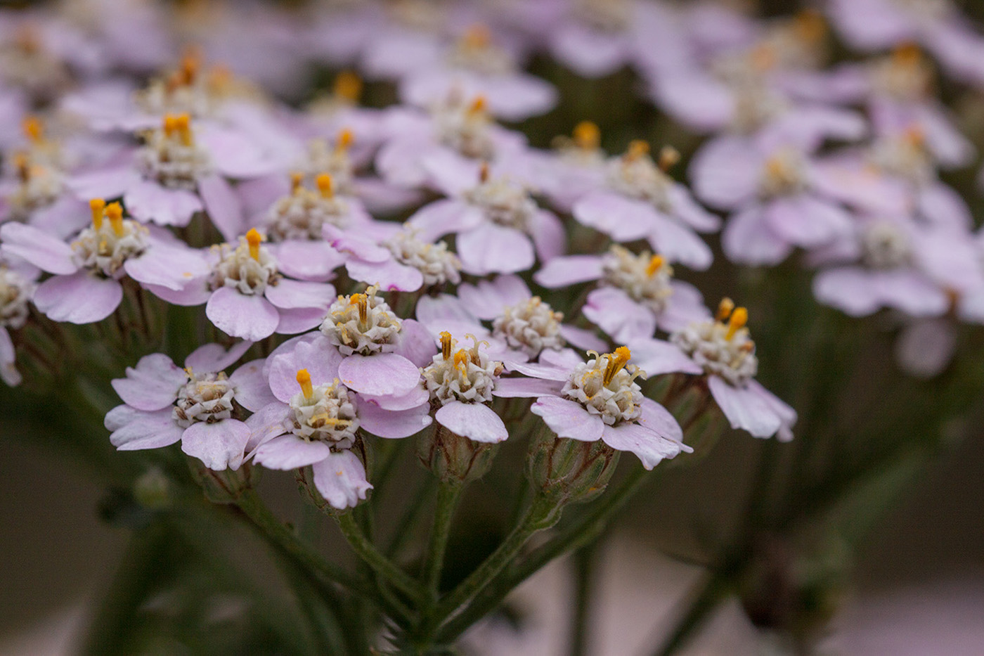 Изображение особи Achillea millefolium.