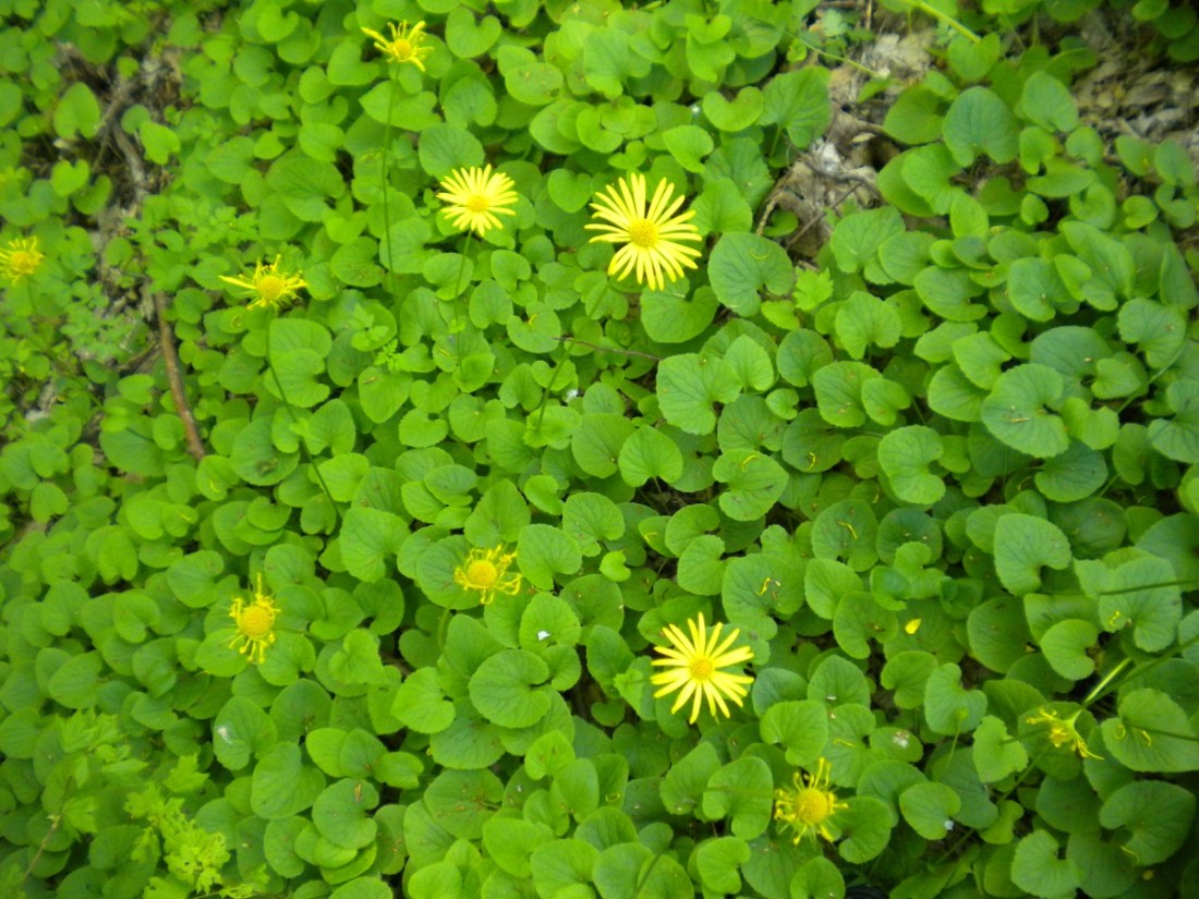 Image of Doronicum orientale specimen.