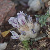 Astragalus nivalis