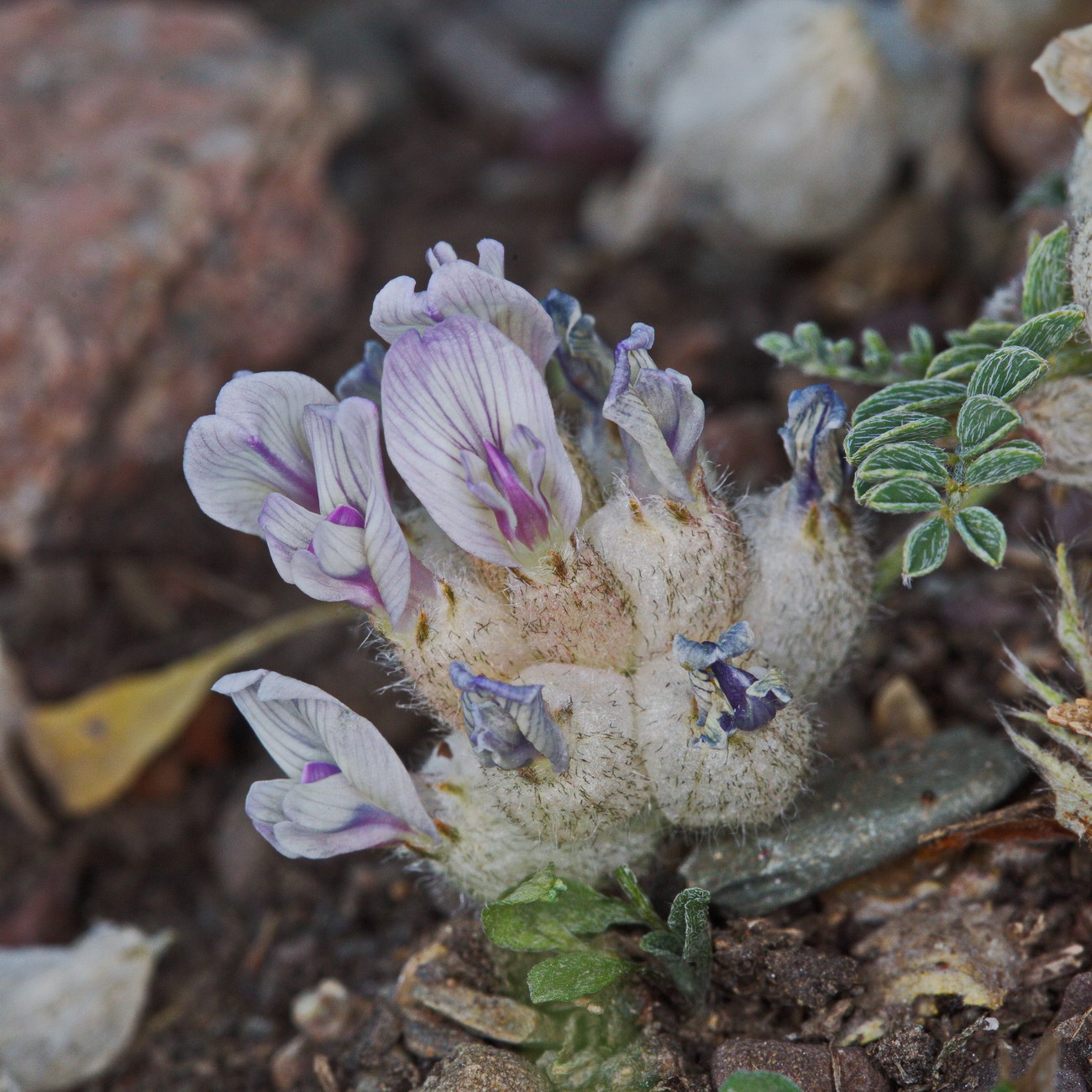 Изображение особи Astragalus nivalis.