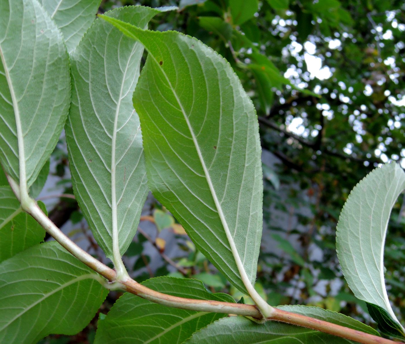 Image of genus Weigela specimen.