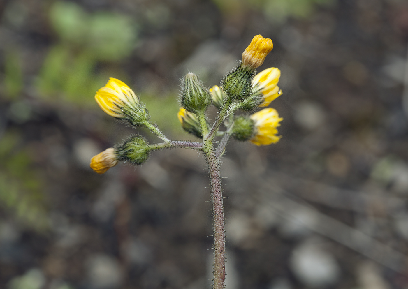 Image of Pilosella &times; floribunda specimen.