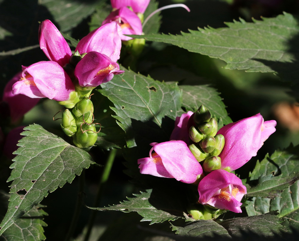 Изображение особи Chelone obliqua.