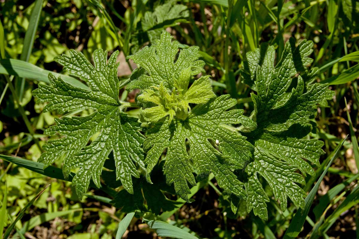 Изображение особи Leonurus quinquelobatus.