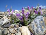 Scutellaria grandiflora. Цветущее растение. Республика Алтай, Кош-Агачский р-н, между с. Чеган-Узун и с. Ортолык, каменистая пустыня. 27.07.2017.