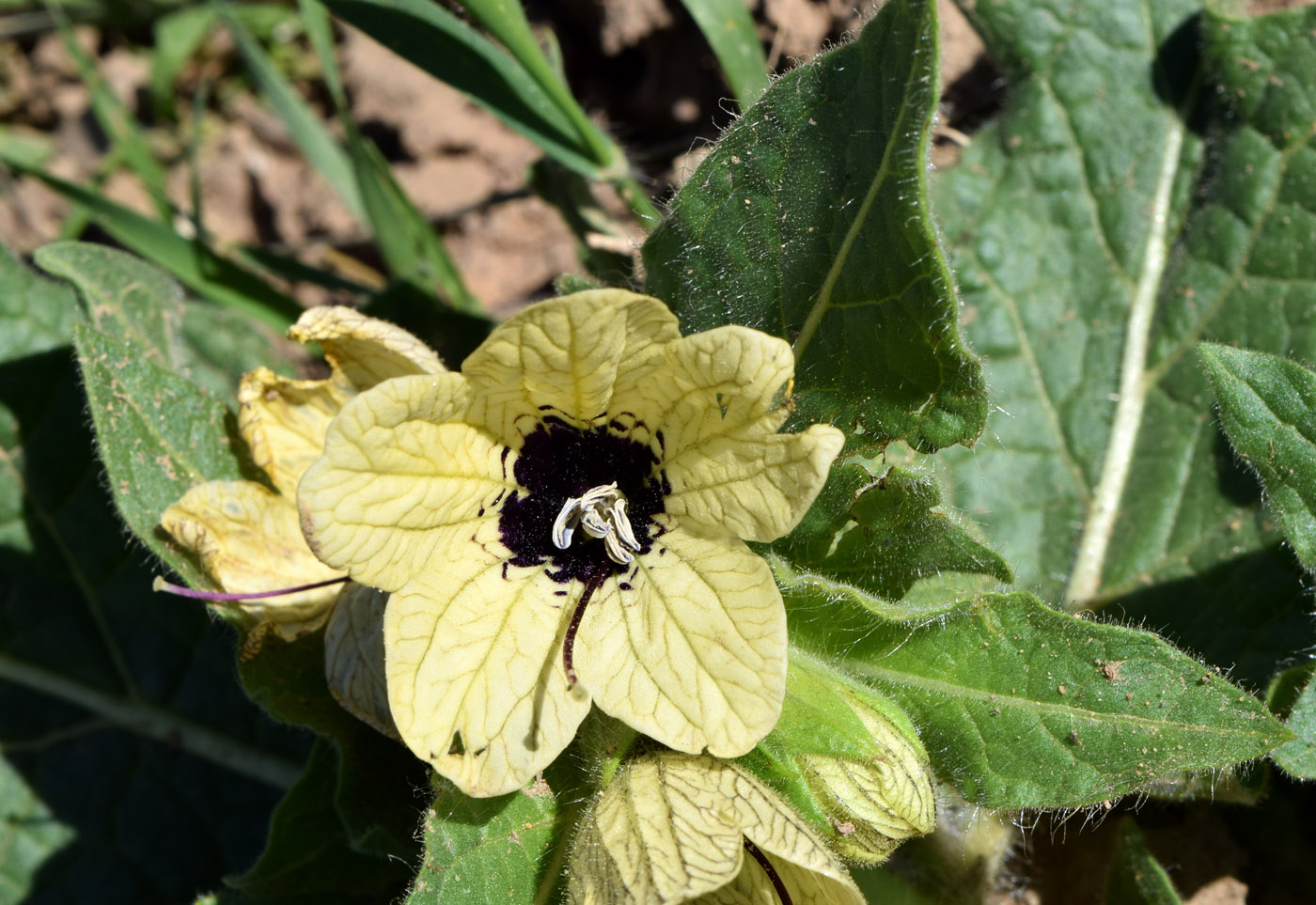 Изображение особи Hyoscyamus niger.