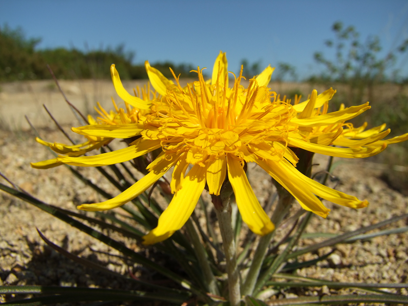 Image of Scorzonera radiata specimen.