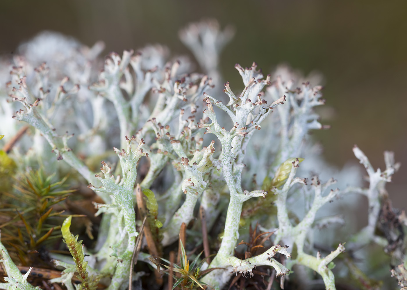 Image of Cladonia furcata specimen.