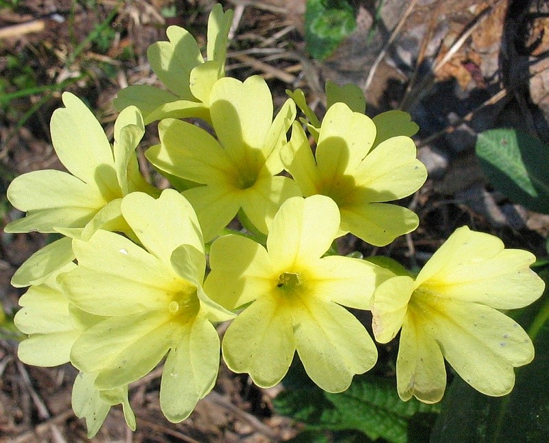 Image of Primula elatior specimen.
