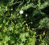 Geranium sanguineum