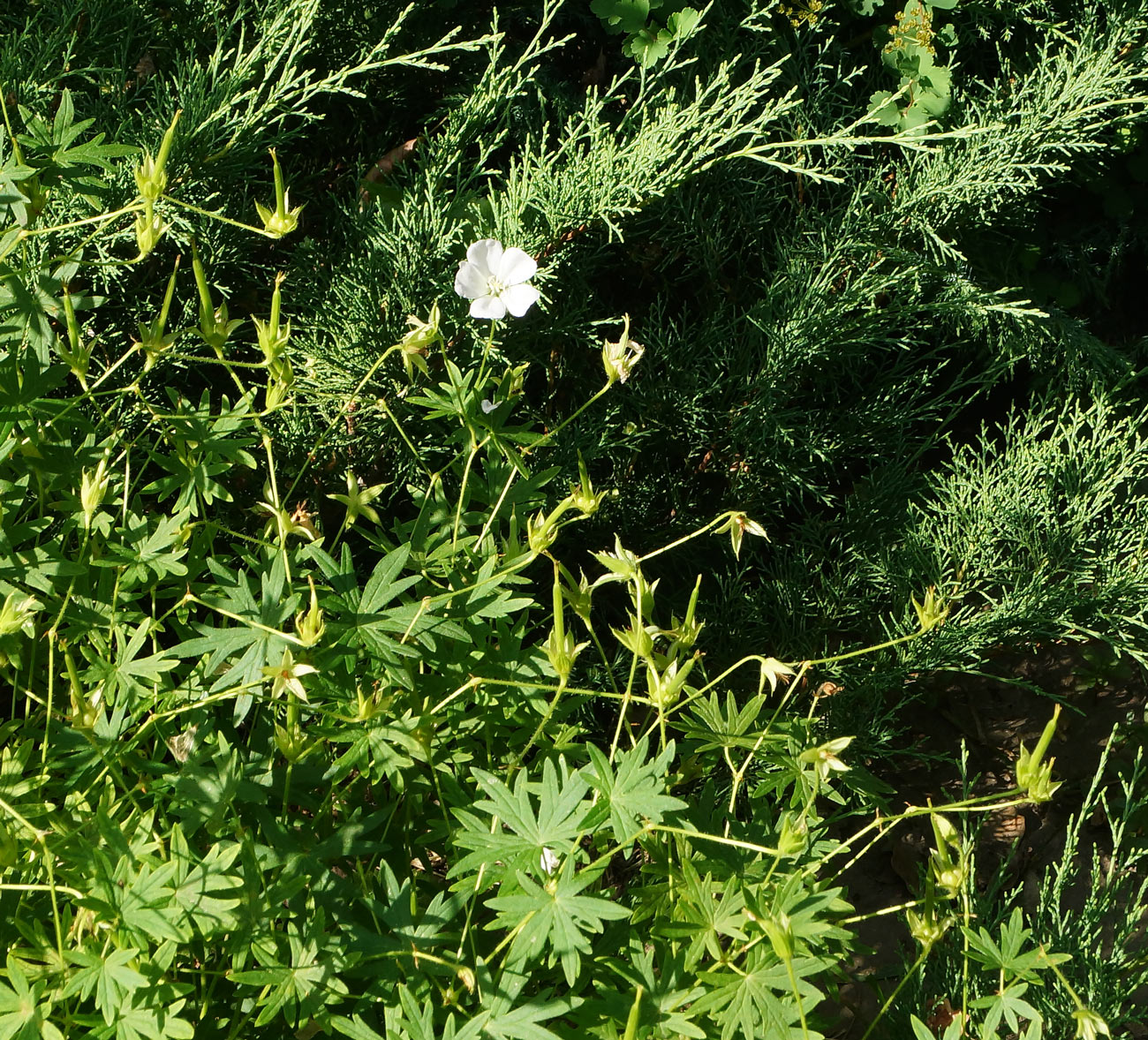 Изображение особи Geranium sanguineum.