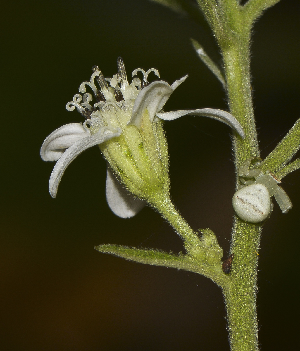 Image of Verbesina virginica specimen.