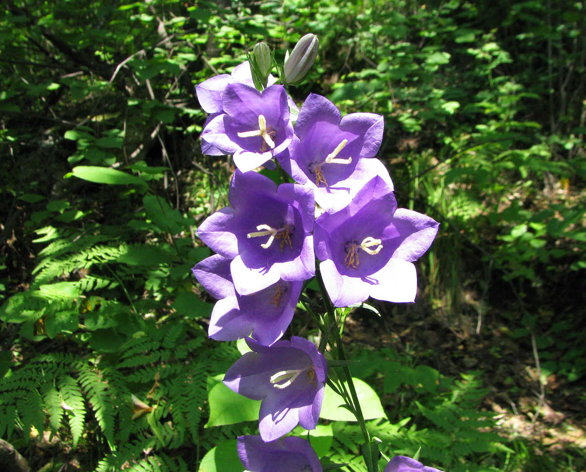 Изображение особи Campanula persicifolia.