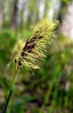 Carex pilosa. Мужское соцветие. Чувашия, г. Шумерля, городской парк. 24 апреля 2008 г.
