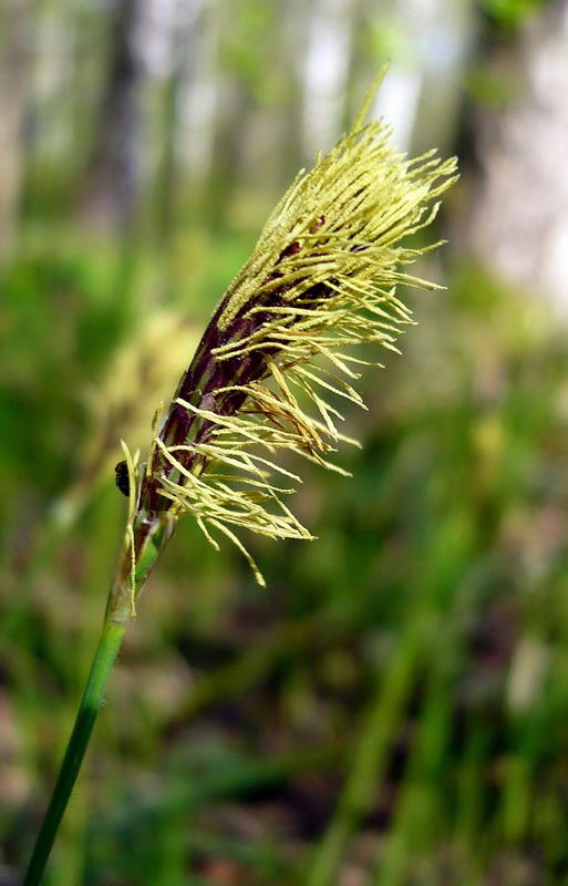 Изображение особи Carex pilosa.