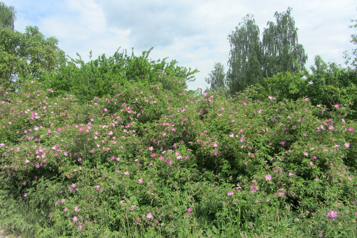 Изображение особи род Rosa.