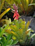 Aechmea chantinii