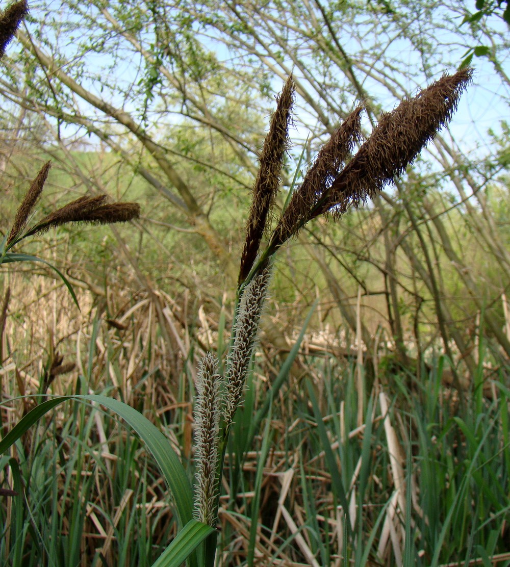 Изображение особи Carex riparia.