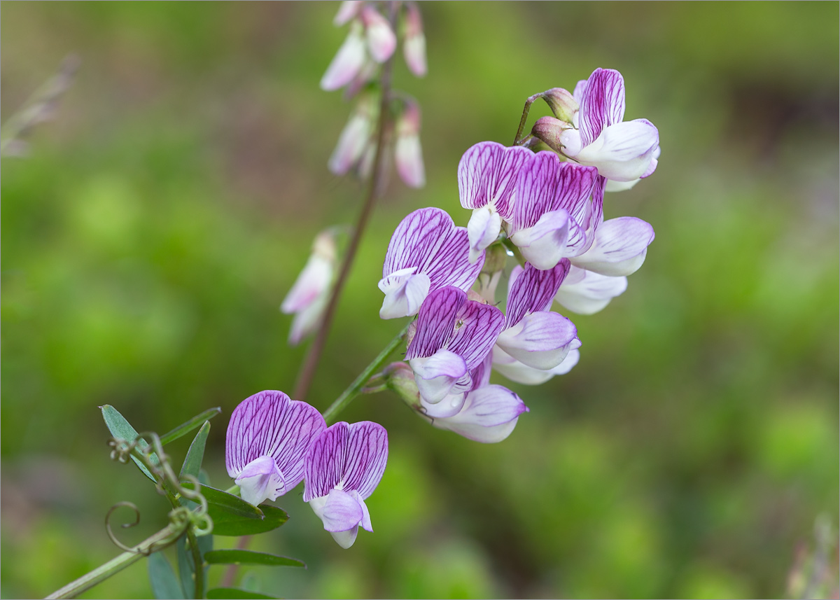 Изображение особи Vicia sylvatica.