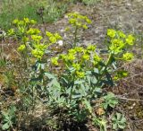 Euphorbia seguieriana