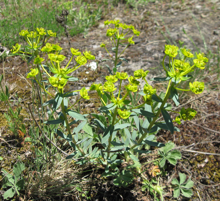 Изображение особи Euphorbia seguieriana.