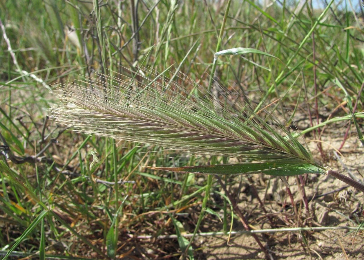 Изображение особи Hordeum glaucum.